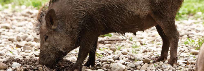 Trapping wild hogs